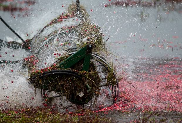 Travis Hopcott uses a machine to beat cranberries off vines during harvest at Hopcott Farms in Pitt Meadows, B.C., 