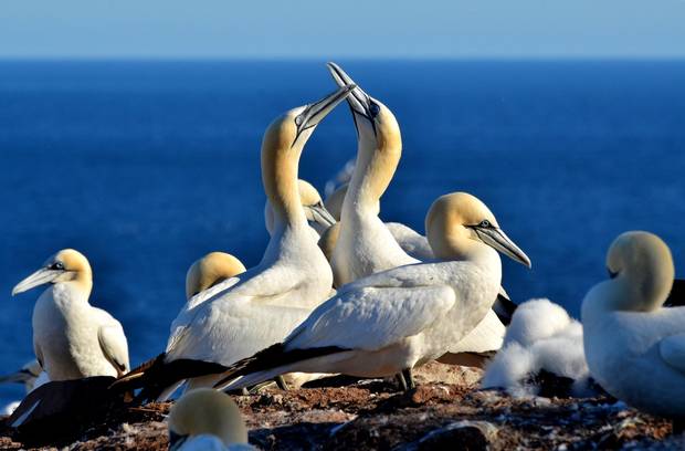 Northern gannets on Bonaventure Island.