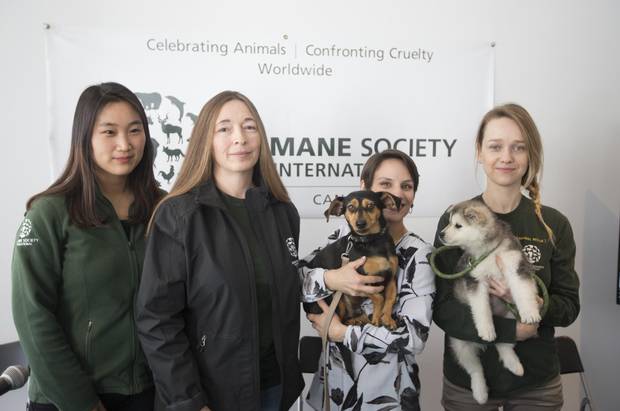 From left, Borami Seo, policy advisor, Humane Society International/South Korea; Rebecca Aldworth, executive director Humane Society International/Canada; Meagan Duhamel, Olympic figure skater and gold medalist, with her rescue dog Moo-tae; and Ewa Demianowicz, senior campaign manager, Humane Society International/Canada holding rescue dog Beemo at the offices of the Humane Society International/Canada in Montreal, March 15, 2018.