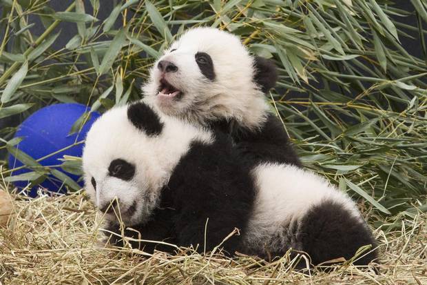 Five-month-old panda cubs Jia Panpan and Jia Yueyue are exhibited to the media on March 7, 2016.