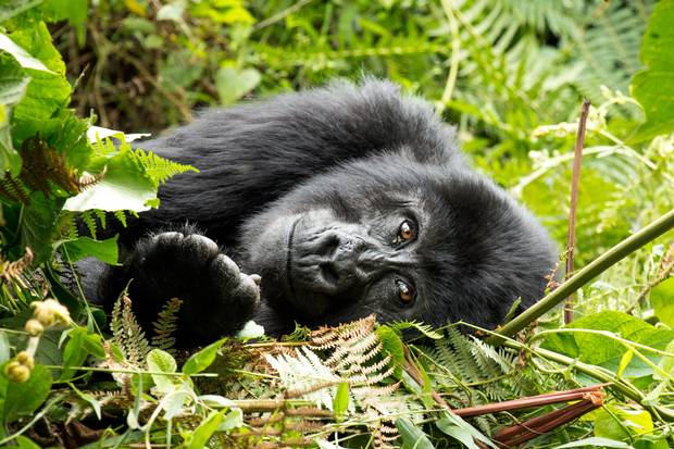A gorilla in Uganda's Bwindi Impenetrable National Park.