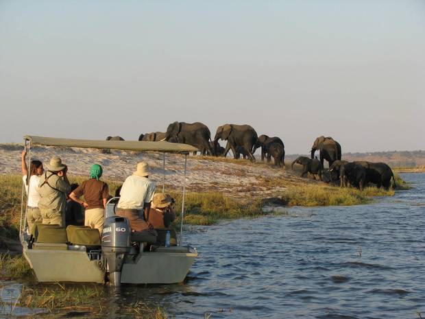 A couple of times a day, the writer and other guests boarded a small tender to get even closer to the Botswana side of the river, where Chobe National Park protects great herds of elephants and Cape buffalo.