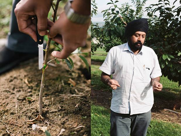 Cherry varieties are developed through hybridization—crossbreeding genetically different parents to produce new qualities. Here, Amrit Singh, a breeder at the Summerland Research and Development Centre, is grafting one hybrid onto another, which helps speed up a process that can take decades