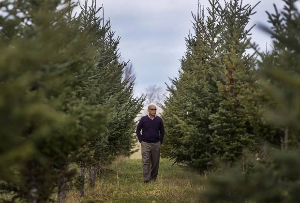 Dr. Raj Lada, professor and founding director of the Christmas Tree Research Centre in the department of plant, food, and environmental sciences at Dalhousie University, walks through a research orchard in Truro, N.S. on Dec. 8, 2017.