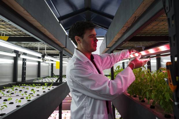 Brandon Hebor, co-founder of Ripple Farms Inc., inspects the growing lights of an aquaponic lab. Ripple currently sells its produce to high-end chefs. 