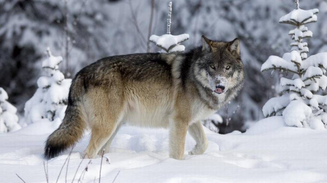 Use of snares in Western Canadian wolf culls fuels ethical debate - The ...