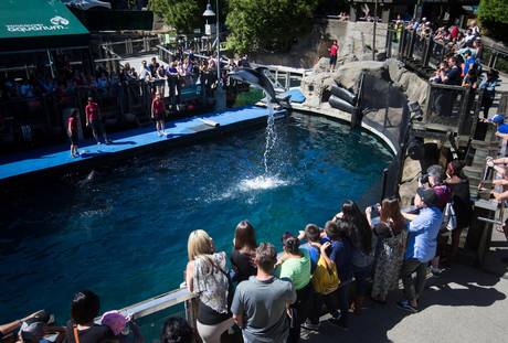 Vancouver aquarium caught in international debate about cetaceans in ...