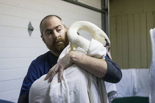 Aaron Archer, a wildlife rehabilitation manager at the Toronto Wildlife Centre, carries a mute swan for a tube feeding and swim. He says that when the swan was first brought in, it couldn't stand on its own. After feeding, it will spend the day swimming in a small pool, which helps it regain its leg strength.