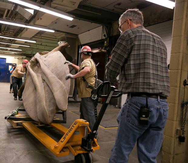 The temporary cast of the whale skull was a tight fit through the loading dock at the ROM. The actual skull is still going through the degreasing process and will replace the cast when it’s completed.