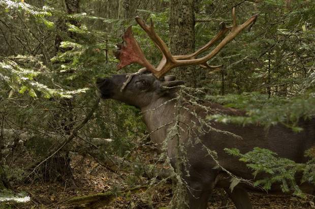 Boreal caribou once roamed over half of Canada, but their territory has dwindled to wetlands and northern boreal forests that are mostly under provincial jurisdiction.