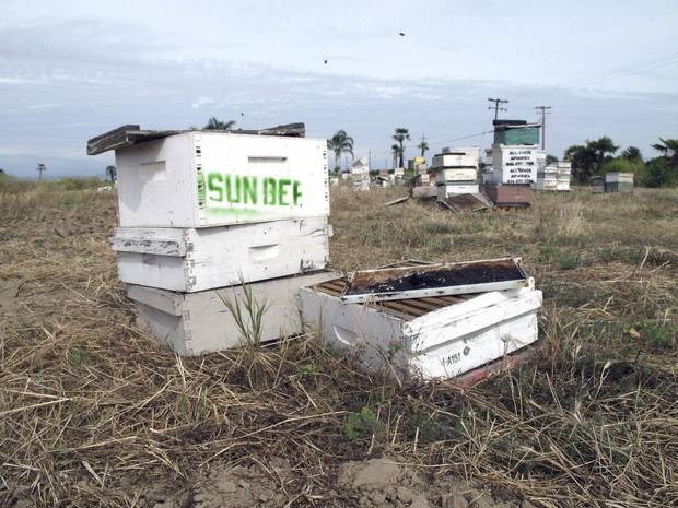 Several of the thousands of recovered beehives stolen in California are shown in this May 16, 2017, photo near Sanger, Calif.