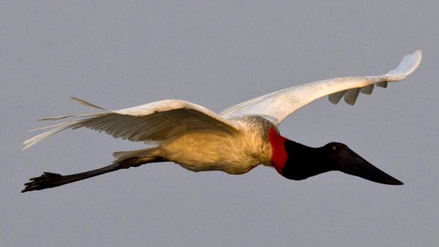 A Jabiru flies over the Paraguay river, in Caceres, Brazil, the gateway to the Pantanal, on August 26, 2014.