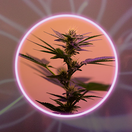 Does Cannabis Deserve Halo Status?