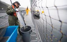 Aquatic science biologist Howie Manchester picks a salmon to collect samples from during a Department of Fisheries and Oceans fish health audit at the Okisollo fish farm near Campbell River, B.C. Wednesday, Oct. 31, 2018. Members of the DFO routinely visit farms surrounding British Columbia to make sure that the health of the salmon populations in fish farms is up to standard. THE CANADIAN PRESS /Jonathan Hayward