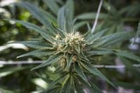 Cronos Group Inc.'s shares partially rebounded Tuesday from last week's sell off after the cannabis company announced a partnership with Ginkgo Bioworks Inc. to genetically engineer cannabinoids in a lab. A cannabis plant approaching maturity is photographed at a licensed producer grow facility in Fenwick, Ont., on Tuesday, June 26, 2018. THE CANADIAN PRESS/ Tijana Martin