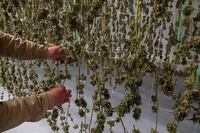 Marijuana plants for the adult recreational market are seen hanging in a drying room at a farm in Suffolk County, N.Y., Tuesday, Oct. 4, 2022. (AP Photo/Mary Altaffer)