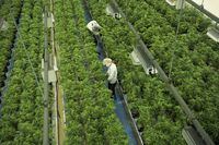 Staff work in a marijuana grow room that can be viewed by at the new visitors centre at Canopy Growth facility in Smiths Falls, Ont. on Thursday, Aug. 23, 2018. Canopy Growth Corp.'s says it is expecting to face pressure on its gross margins in the coming quarters as it grapples with the COVID-19 pandemic. THE CANADIAN PRESS/Sean Kilpatrick