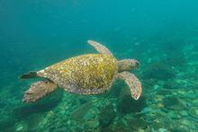 (FILES) In this file photo taken on December 02, 2021 a green sea turtle (Chelonia mydas) swims near Gorgona Island, in the Pacific Ocean off the southwestern Colombian coast. - Experts and ministers from around the world are meeting next March 2 and 3, at the eighth annual 'Our Ocean' conference, in Panama, to adopt commitments to boost the "blue" economy, expand marine protected areas and tackle threats to the ocean. Initiatives to reduce pollution from plastics and other debris, combat illegal fishing and curb underwater mining will be debated at the summit attended by 600 delegates from governments, businesses and environmental organisations.

Translated with www.DeepL.com/Translator (free version) (Photo by Luis ROBAYO / AFP) (Photo by LUIS ROBAYO/AFP via Getty Images)