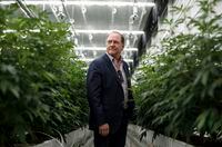 Aurora CEO Terry Booth, pictured amongst marijuana plants, at their facility in Edmonton Alberta, on May 23, 2018.