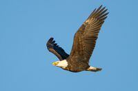 Bald Eagles altered their movements across the whole continent, moving into counties with the greatest decreases in traffic. Photo by Ilya Povalyaev/the University of Manitoba