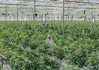 FILE - An employee tends to marijuana crops at a growing facility in Vancouver, Canada, Nov. 10, 2018. Most marijuana producers in Canada are still reporting staggering losses two and a half years after legalization. (Alana Paterson/The New York Times)