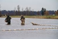 Members of the salmon rescue crew wading through the flooded Abbotsford fields with a net. Photo courtesy of the Pacific Salmon Foundation.