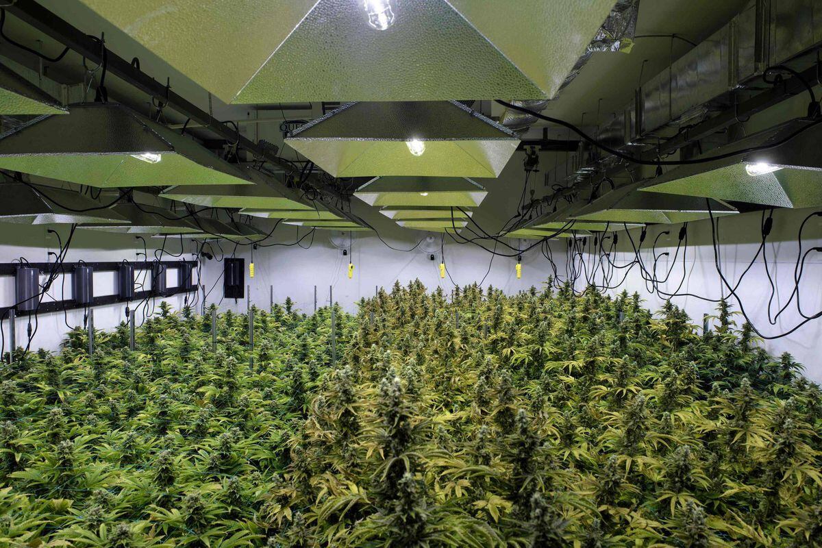В какой стране выращивают марихуану сурский край без наркотиков 2021