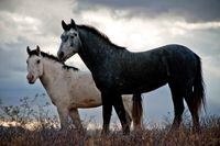 WE Charity's big ranch in Arizona acquired two horses Smokey and Lakita's Moon. (one died and the other one vanished). Pics are courtesy of Susan Ballard who donated them to the charity in 2010. Courtesy of Susan Ballard