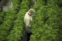 Staff work in a marijuana grow room at Canopy Growth's Tweed facility in Smiths Falls, Ont. on Thursday, Aug. 23, 2018. Canopy Growth Corp. reported a smaller quarterly loss compared with a year ago as its net revenue fell 25 per cent.THE CANADIAN PRESS/Sean Kilpatrick