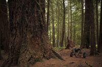 A dog walker next to a Grand Fir tree, (left), at Francis/King Regional Park in Saanich, B.C., on May 26, 2016. British Columbia's forests minister says the province has worked with First Nations to defer almost 1.7 million additional hectares of at-risk old-growth forests. THE CANADIAN PRESS/Chad Hipolito