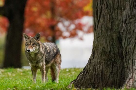 Ontario cities urge residents to report coyote dens near homes during mating season