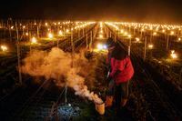 Wine grower Patrick Clavelin repairs a large anti-frost candle in a vineyard of the Jura region, central France, early Monday April 4, 2022 in Le Vernois. Plunging April temperatures around France are threatening vineyards and other important crops. Vintners are scrambling to find ways to protect the vines from the frost, which comes after an unusually mild winter and is hitting countries around Europe. (AP Photo/Laurent Cirpriani)