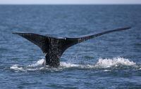 In this Wednesday, March 28, 2018, photo, a North Atlantic right whale feeds on the surface of Cape Cod bay off the coast of Plymouth, Mass. Fisheries and Oceans Canada says search efforts have failed to locate an endangered North Atlantic right whale that was spotted last week entangled in gear east of Gaspé, Que. THE CANADIAN PRESS/AP-Michael Dwyer