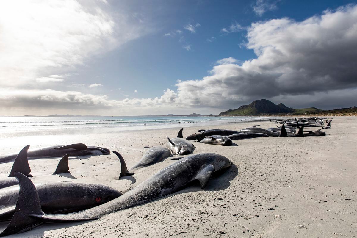 477 baleines meurent dans des chaînes « tragiques » de Nouvelle-Zélande