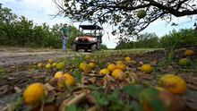 Fifth generation farmer Roy Petteway looks at the damage to his citrus grove from the effects of Hurricane Ian Wednesday, Oct. 12, 2022, in Zolfo Springs, Fla. (AP Photo/Chris O'Meara)