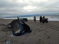 A bowhead whale carcass is shown on a beach roughly 60 kilometres outside Kugaaruk, Nunavut, in a handout photo.
