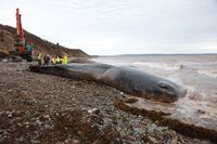 A sperm whale is shown washed up on shore on the west side of Cape Breton Island in a Thursday, Nov.10, 2022 handout photo. The executive director of a conservation group says a sperm whale that washed ashore this month in Nova Scotia starved to death after it consumed 150 kilograms of fishing gear. THE CANADIAN PRESS/HO-Marine Animal Response Society **MANDATORY CREDIT** 