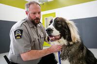 Brad Nichols, senior manager of Animal Cruelty Investigations with the Calgary Humane Society, pets Rambo, a surrendered dog, at the facility in Calgary, Alta., on Dec. 9, 2019.