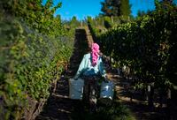 A new report says British Columbia's wine industry is anticipating "catastrophic crop losses" of up to 99 per cent of typical grape production due to January's intense cold snap. A picker collects grapes at the Okanagan Valley's River Stone Estate Winery in Oliver, B.C., Tuesday, Sept. 13, 2016.THE CANADIAN PRESS/Jeff McIntosh