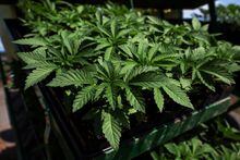 FILE PHOTO: Marijuana plants for the adult recreational market sit on the back of a tractor for planting at Hepworth Farms in Milton, New York, U.S., July 15, 2022. REUTERS/Shannon Stapleton/File Photo