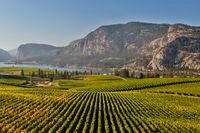 Yellow grape leaves in Blue Mountain vineyard with Mcintyre Bluff and Vaseux Lake in the background during autumn season and harvest time.