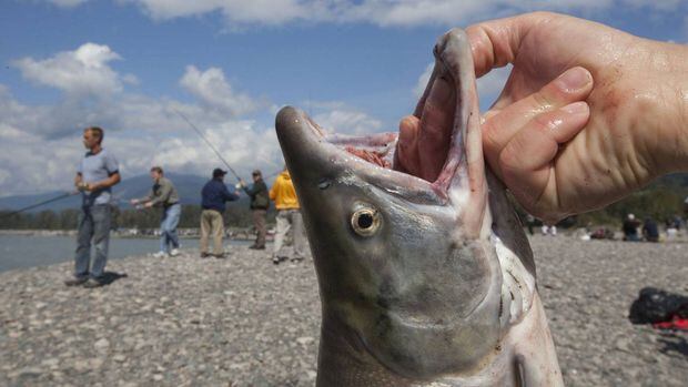 https://www.theglobeandmail.com/opinion/free-fish-from-their-pain-and-suffering/article4325697/