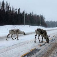 A couple of caribou walk along the Trans Canada Highway near Howley, N.L., on Jan. 8, 2017 in this handout photo. THE CANADIAN PRESS/HO, Stephanie Brake *MANDATORY CREDIT*