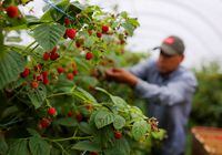 A worker picks raspberries at Masse, a berry farm operation in Saint Paul d'Abbotsford near Granby, Quebec, Canada August 11, 2022. REUTERS/Christinne Muschi