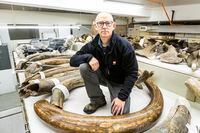 Mat Wooller, director of the Alaska Stable Isotope Facility, kneels among a collection of some of the mammoth tusks at the University of Alaska Museum of the North. Mandatory Photo credit: JR Ancheta/University of Alaska Fairbanks