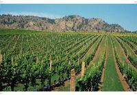 SEE WIRE STORY-AM-TRAVEL-Wine-Tours...(CPT153-July 28)--Tourists can drink in   the sights and taste the wines all over the Okanagan Valley's wine region where beautiful scenes such as this at Westbank, B.C., proliferate. (CP               PHOTO)1997(handout)