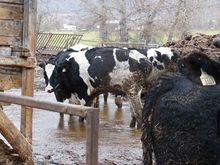 Cattle are shown on a property in Cawston, B.C. in this undated handout photo. B.C. SPCA animal protection officers have seized 129 neglected cattle from a property in southern B.C. THE CANADIAN PRESS/HO, BC SPCA *MANDATORY CREDIT*