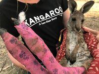Wildlife Information, Rescue and Education Services (WIRES) volunteer and carer Tracy Dodd holds a kangaroo with burnt feet pads after being rescued from bushfires in Australia's Blue Mountains area, December 30, 2019.