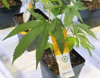 Cannabis seedlings are seen at the new Aurora Cannabis facility, Friday, November 24, 2017 in Montreal. Aurora Cannabis Inc. says it has signed a deal to acquire the remaining stake in Hempco Food and Fiber Inc. that it does not already own.