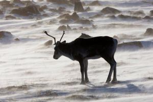 Caribou silhouette standing in the snow